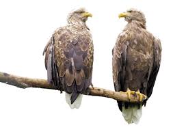 Hij komt voor bij amerikaanse kusten, rivieren en meren. De Zeearend Veruit De Grootste Roofvogel Van Nederland Eigenwijs Blij