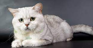 Tabby, tortoiseshell, smoke, blue, white, and black colors and patterns are all acceptable. Meet The White Cat Breeds Petfinder