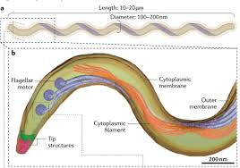 Image result for Treponema