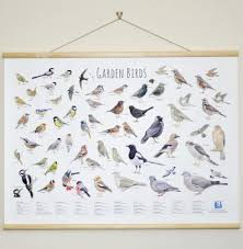 Garden Birds Wallchart Cj Wildlife