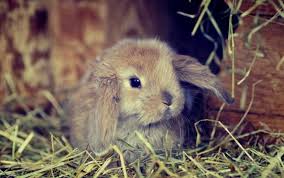 Cute Fluffy Bunny Wallpapers Pictures Photos Images Dieren Pluizig Konijn