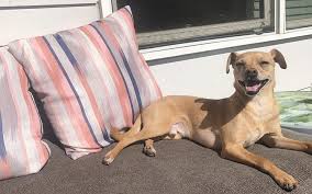 The next benefit is pain relief. Best Cbd Products For Dogs And Other Pets Westword