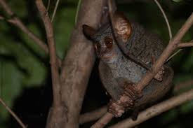 (b) gibbon, a lesser ape, showing its long forelimbs that are used in brachiation. File Tarsius Tumpara Jpg Wikimedia Commons