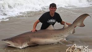 It is found in many tropical and temperate regions of the. Jersey Shore Sand Tiger Sharks On The Water
