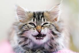Kittens lose their teeth as a normal part of their development. What You Should Know About Kitten Teeth And Dental Care