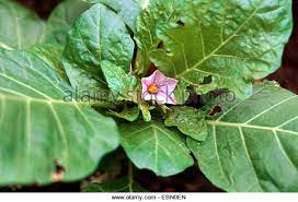This means that eating of garden egg leaves will naturally help in cleansing the kidney by filtering the blood and unwanted materials from entering the organ. Kidney Failure See Why You Have To Take Garden Egg Leaves Health Nigeria