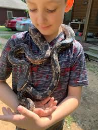 Supporting junior ranger competition for snake conservation