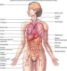 A collection of anatomy notes covering the key anatomy concepts that medical students need to learn. Human Female Anatomy Diagram Human Female Anatomy Diagram Human Anatomy Abdominal Anatomy Abdomen Human Anatomy Female Human Body Diagram Human Body Anatomy