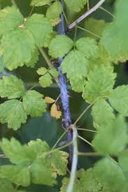 It's hard to feel as though you are making a difference in a world that is indifferent and that's what makes life so hard. Edible Gardens Black Raspberries America S Lost Fruit Gardenista