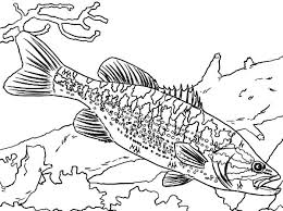 Urban bus with two doors. Guadalupe Bass Fish Coloring Pages Best Place To Color Fish Coloring Page Coloring Pages Coloring Pictures