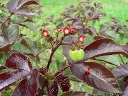 Image result for Jatropha gossypiifolia