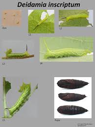 Image result for Actiniopteris dimorpha