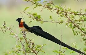 Birds With Long Tail Feathers 15 Birds With Spectacularly Fancy Tail Feathers Birds Tail Feathers Nature Photography