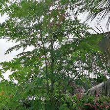 Pokok yang ditanam di dalam bekas seperti bebola yang disaluti lumut kelihatan sangat menarik. 3 Keratan Pokok Moringa Murungai Pokok Kelor Shopee Malaysia