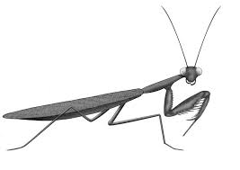 Click the download button … Praying Mantises Order Mantodea The Australian Museum