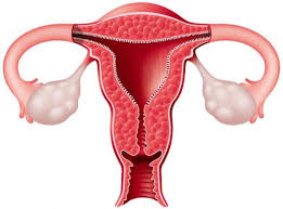 Surrogacy Tips: How Do I Know When My Surrogate Is Ready For Egg ...