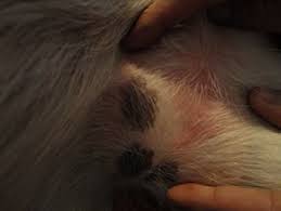 Now she won't let me touch her ears at all. Dog Scratching And Hair Loss With Red Marks Organic Pet Digest