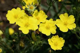 Image result for Potentilla recta
