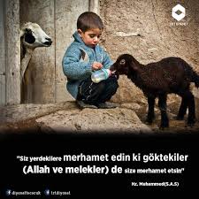 N Nesrin Alp Adli Kullanicinin Islam Islamic Guide Islam Musluman Panosundaki Pin Hayvan Hayvanlar Sevimli Hayvan Yavrulari