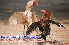 Được xem hd bình luận đầy đủ. Ä'a Ga Trá»±c Tiáº¿p Campuchia Má»›i Nháº¥t Táº¡i Thomo Hom Nay
