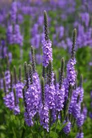 Image result for Fuirena stricta