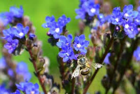 Image result for Anchusa capensis