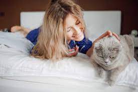 Pet Friendly Hotel Chains Where Cats Are Welcome Guests