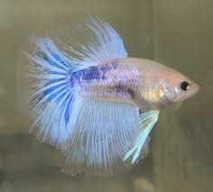 A nippyfish reader wrote in concerned about some pretty serous color changes. Marble Betta Basement Bettas