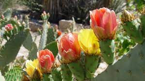Our state flower is the prickly pear cactus flower. Propagating Pretty Prickly Pears