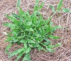 Image result for Urochloa panicoides