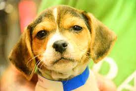 Puppy Pictures Puppy Pictures Dog Pictures Puppies