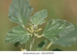 Image result for Chrozophora