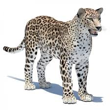 Persian Leopard Is A High Quality 3d Model To Add More Details And Realism To Your Rendering Projects Detailed Tex Dalnevostochnyj Leopard Zhivotnye Leopard