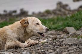 Maybe you would like to learn more about one of these? My Dog Swallowed A Rock What Kind Of Hell Awaits Us