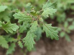 Image result for Dysphania pumilio