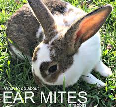 Rabbits use their ears for listening to sounds, which can help them realize when a predator is near, and then they can run away. Help My Rabbit Has Crusty Ears Farm Fresh For Life Real Food For Health Wellness