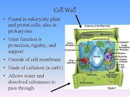 What substance are plant cell walls made of. Cell Organelles First What Are Cells Smallest Living