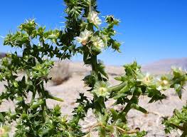Image result for Salsola