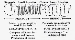 Camels are able to endure a diurnal fluctuation of body temperature, from 36.5° c to 42° c (97.7° f to 107.6° f), allowing them to avoid losing moisture through sweating during the day and becoming chilled in the cool. Gut Microbial Characterization In The Foregut And Hind Gut Of Pig Download Scientific Diagram