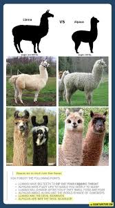 Llama Vs Alpaca Animals Cute Animals Funny Animals