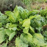 Μακρις means far away, blessed) was a daughter of aristaeus and autonoe. Macris Rumex Acetosa Seminte Si Plante De Gradina