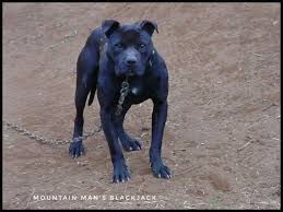 Black American Pit Bull Terrier Puppies 