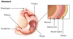 What Is Gastritis Causes Symptoms Treatment Study Com