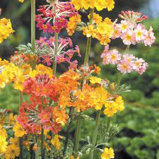 2021 touchhealthy supply flower seeds,hybrid primula acaulis seeds for sale 5gram/bags. Buy Primula Candelabra J Parker Dutch Bulbs