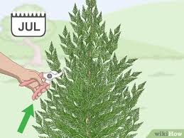 Leyland cypress has become one of the most widely used plants in commercial and residential landscapes across georgia as a formal hedge. 3 Ways To Prune A Leyland Cypress Wikihow