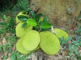 Image result for Artocarpus heterophyllus