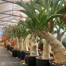 Image result for Cyphostemma