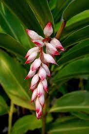 Alpinia Zerumbet Plant Pink White Tropical Hawaii Flowers Hawaii Flowers Ginger Flower Unusual Flowers