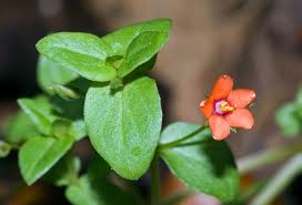 Image result for Lysimachia arvensis