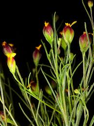 Image result for Schkuhria pinnata